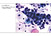 Cytobox-Beispiel Cytobox-Beispiel