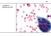 Cytobox-Beispiel Cytobox-Beispiel